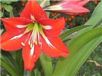 9faf57b2-Picture 006.jpg